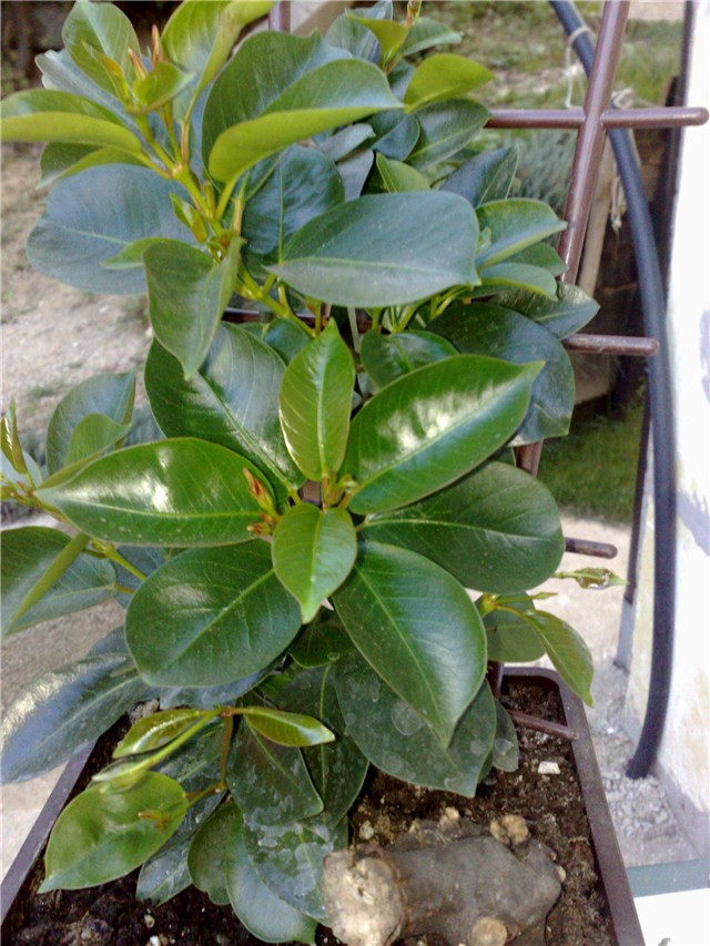 Dipladenia mandevilla crvena